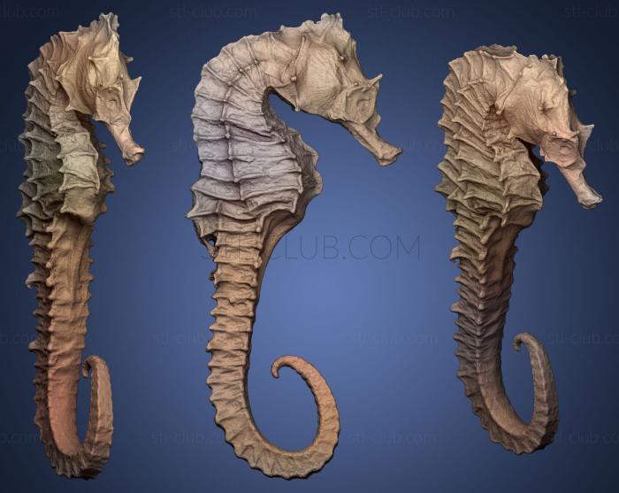 3D model Seahorse (STL)